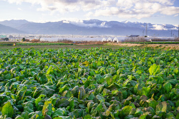 Fototapeta na wymiar 野沢菜畑と冠雪した山岳風景　