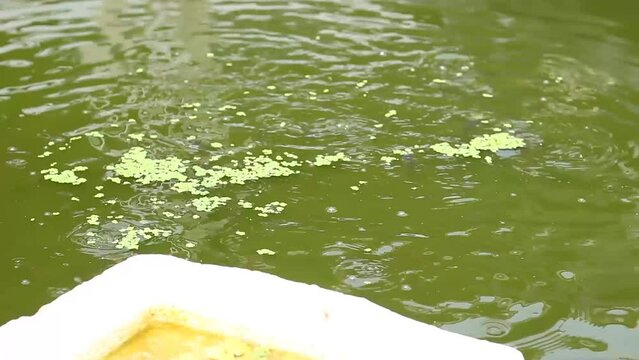 feed fish in ponds with azolla grass or which has the Latin name Azolla Microphylla.