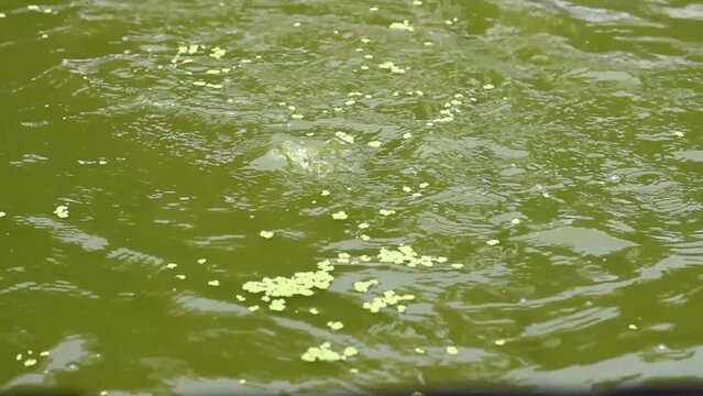 feed fish in ponds with azolla grass or which has the Latin name Azolla Microphylla.