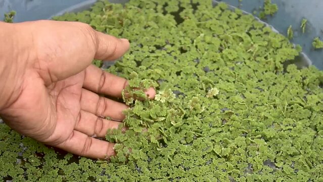 
holding azolla grass or which has the Latin name Azolla Microphylla.