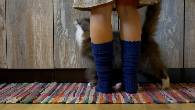 Grey cat in kitchen circles woman's feet, begging for food. Grey cat's behavior showcases typical pet hunger. Grey cat in kitchen, ideal footage for animal care and pet behavior videos.