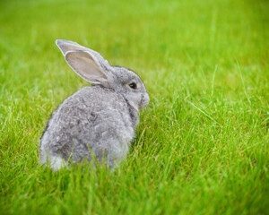 Cute little grey rabbit on green grass