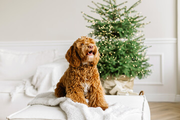 A young brown labradoodle dog is proudly sitting in front a decorated christmas tree. Cute puppy play at home, new year decorated interior.