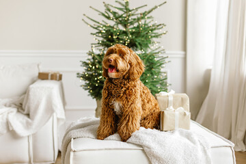 Close up portrait of a young brown labradoodle dog is proudly sitting in front a decorated christmas tree. Cute puppy play at home, new year decorated interior.