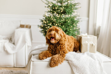 A young brown labradoodle dog is proudly sitting in front a decorated christmas tree. Cute puppy play at home, new year decorated interior.