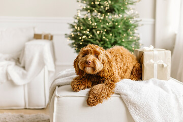 Close up portrait of a young brown labradoodle dog is proudly sitting in front a decorated christmas tree. Cute puppy play at home, new year decorated interior.