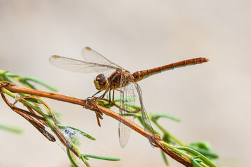 dragonfly on a branch macro