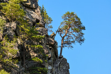 Fototapeta na wymiar Tree on a mountain cliff hanging, blue sky
