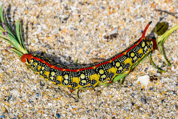Spurge Hawk Moth Caterpillar - Hyles euphorbiae