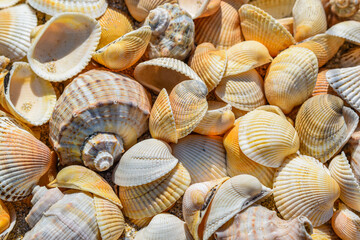 Seashells on the sand - Rapana, oyster, mussels, snails
