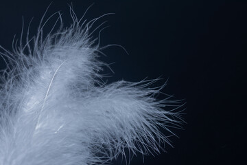 feather, white  on black background.