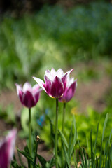 Obraz premium pink and white tulips