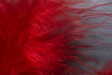 feather, red  on white background.