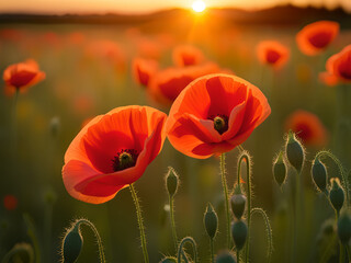 Fototapeta premium Close-up of a poppies in the summer meadow at sunset.