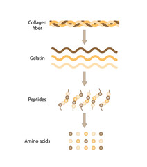 Collagen Digestion, Denaturation, Degradation and hydrolysis. Collagen digestion Gelatin Peptides and Amino acids. Vector Illustration.	
