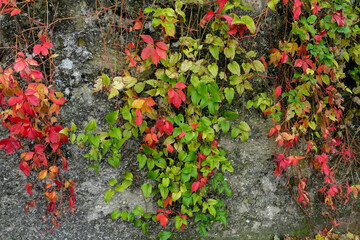 Gray ancient concrete wall covered with green, and red grapes, ivy leaves. Natural background. Copy...
