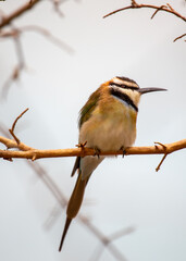 White-throated Bee-eater (Merops albicollis) spotted outdoors