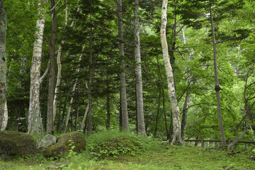 北海道の森