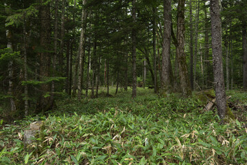 北海道の雑木林