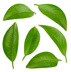 Citrus leaves with Clipping Path