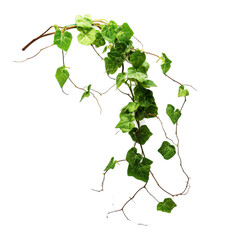 Vines with leafs, no background