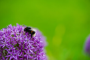 One bumblebee collects nectar and pollen from a purple flower on a blurred green background.