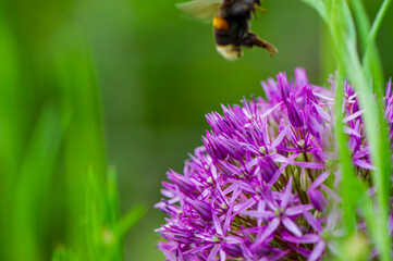 One bumblebee in flight and purple flower on a blurry green background.