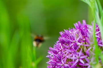 One bumblebee in flight and purple flower on a blurry green background.