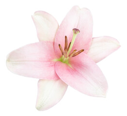 Fototapeta na wymiar Pink lily flower isolated on white background.