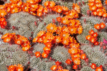 Rebutia flavistyla, cactus plants with orange flowers texture background in sunlight