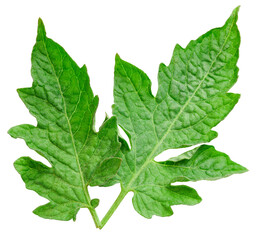 Organic tomato leaf macro studio photo