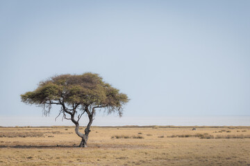 Scenic tree in the etosha pan with a view of the savannah - obrazy, fototapety, plakaty