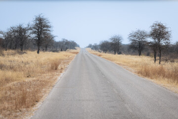 Fototapeta na wymiar road leading into the savannah