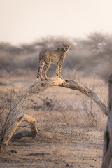 Cheetah in the etosha pan on a tree during sunset looking for prey