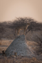Cheetah on the lookout for prey on a termite house during sunset