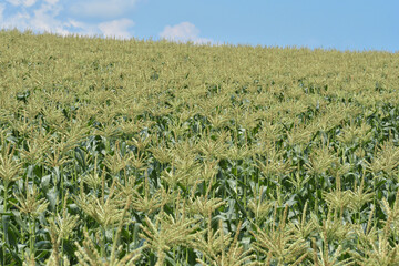 トウモロコシ畑