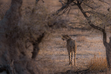 Cheetah standning under a tree branch in the beautiful sunset of etosha namibia
