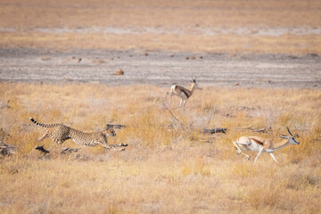Fast running cheetah charging with full speed and hunting down a springbock in etosha namibia_2 © mattisi