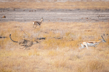 Cheetah chasing and hunting a springbock in the savannah of etosha namibia - obrazy, fototapety, plakaty