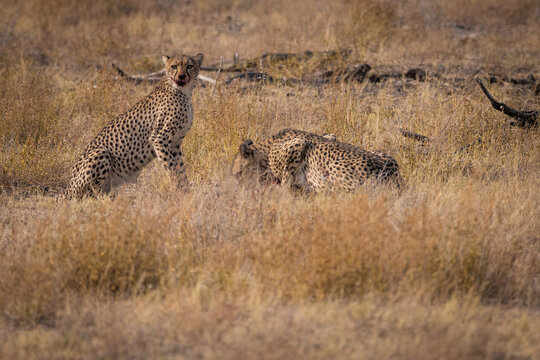 Group of cheetahs after hunting a springbook an eating from the dead flesh