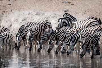 Thirsty zebras drinking in a row at a watering hole in etosha national park namibia_2 - obrazy, fototapety, plakaty