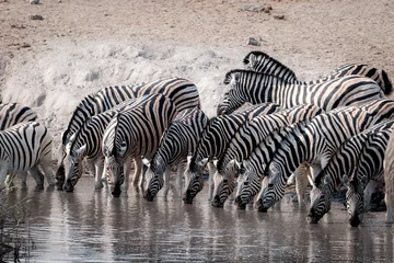 Foto op Canvas Thirsty zebras drinking in a row at a watering hole in etosha national park namibia_2 © mattisi