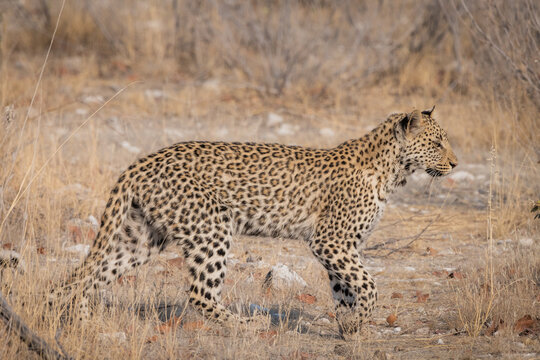 leopard walking in the grass of etosha national park namibia picture profile