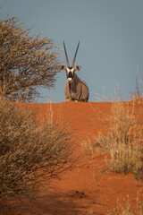 antelope oryx in the wild looking over sand in namibia etohsa