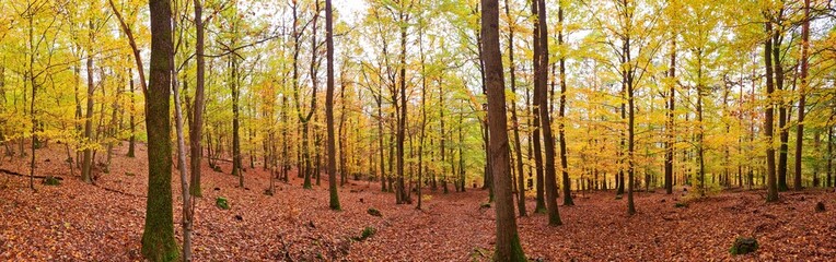 Colorful beech forest in autumn, Eifel mountains, Germany