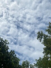sky with white clouds and green leaves looking up