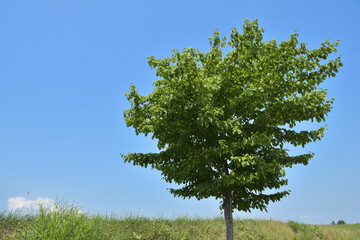 柏の木と青空