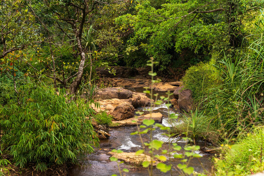 Rainforest Waterfall on the road at charmadi ghat karnataka india
