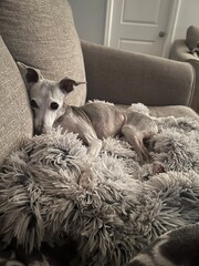 Italian Greyhound Laying on Couch on Fluffy Blanket