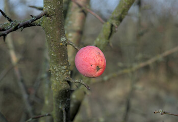 Small red apple on the branch